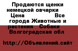 Продаются щенки немецкой овчарки!!! › Цена ­ 6000-8000 - Все города Животные и растения » Собаки   . Волгоградская обл.